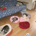 五隻小貓(最左邊是平平,後面是她妹妹安安,旁邊是Snow Ball,後面是Molly,椅子上是Snow Ball的妹妹Jasmine.)