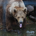 野生保護動物園裡的小熊 - 一歲半
