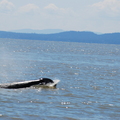 Killer whale 2 - 溫哥華