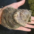 oyster in my hand