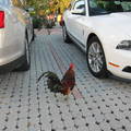 chicken by the cars?!