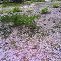 無法捕捉櫻花雨散落時的壯觀美景，只能拍櫻花雨掉落在地面上後的另一種美麗。