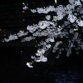 這是萬國屋旅館外的溫泉街上夜櫻。光線由下而上，讓夜晚也能觀賞到櫻花的另一種美麗。