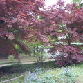 4月中旬的東京新宿御院中，竟然發現紅葉，仔細觀察後發現真的是楓槭類的秋天紅葉樹木，真的很特別。