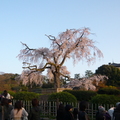 圓山公園一本枝垂櫻2