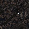 祇園白川夜間--月與櫻1