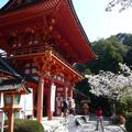 京都上賀茂神社9
