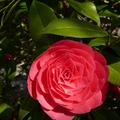 京都哲學之道上~美麗Camellia