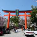 位於京都偏北的平野神社，沒有拜觀費，入園無料。但卻以櫻花品種多且奇特而聞名。春櫻盛開時，來到京都，沒有走一趟平野神社，就真的太可惜了～