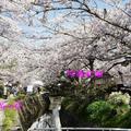 受日本311影響，原本要去關東的計畫臨時喊卡，又重回京都。原本哲學之道滿開日因受今年天冷影響而晚了一週，反倒讓我們欣賞到櫻花滿開中的哲學之道呀！