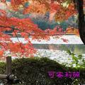 以往11月下旬的京都-早秋早已紅葉見頃。晚秋的楓也已呈黃、橙、紅等繽紛色彩。但今秋溫暖，早秋的楓未必全已見頃，而晚秋的楓葉可能還青綠一片。但今年的楓葉顏色飽和、潤澤、水嫩，比2010還美喔！