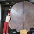 在太平山國家管理局不同處,可看見同一棵神木的木塊被展示出來