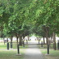 台中美術館前的綠園道,這是我最愛的綠蔭大道之一,從科博館一直延伸到美術館前。