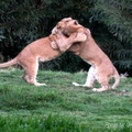 來一個獅式擁抱！