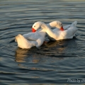 【可愛動物集】－ 雙鵝水上芭蕾(一)