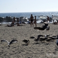 撐一把陽傘，沙灘上隨處偃臥，學會了海鳥的悠閒。