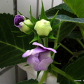 Flower - 3