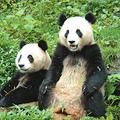 瀛台夜宴, 吃喝玩樂一番, 只買得兩隻熊貓...