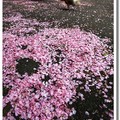 【春神來了～誰知道？】-花見美麗春天~吉野櫻花毯