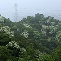 土城桐花公園