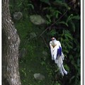 育雛（上）~白子藍鵲及小白燕 - 8