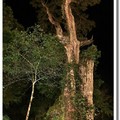 【走進綠世界】-馬告國家公園 -神木夜景
