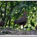 藍腹鷴母鳥及幼鳥