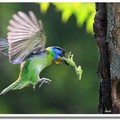 五色鳥:台灣特有亞種，其分類屬五色鳥科，中文別名-黑眉擬啄木鳥，體長20公分，頭大嘴粗，嘴基剛毛明顯，全身色彩鮮豔，頭頸間有藍、紅、黃、黑、綠五種顏色，故稱「五色鳥」。