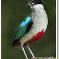 八色鳥名字的由來，是因牠的羽毛有八個顏色，分別為綠色、藍色、黃色、栗褐色、乳黃色、紅色、黑色、和白色。
黑枕藍鶲雄鳥全身以鮮藍色為主，頭部後上方有一黑斑，雌鳥頭至頸部為灰藍色，背及尾羽為灰褐色。