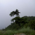 在海拔2000公尺以上台灣紅檜及白豆杉是非常珍稀的植物