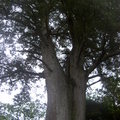 神木步道裡的神木群每一株都是二、三千年的大樹，可惜現在進不去了