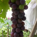 今年的葡萄,經過高人指點,收成已比去年大幅增加呢.