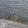 淡水河畔孤鳥
