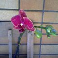 My orchid, I planted it in my balcony