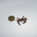 小螃蟹4