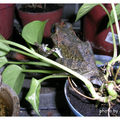 穿梭盆栽中的褐樹蛙