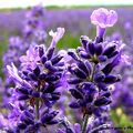 在紐西蘭，薰衣草從11-2月，總是撐著紫色的傘，隨風搖曳，招蜂引蝶。從事精油萃取的薰衣草農場，則是滿眼的一片紫，通常是12月是最佳的採收季節；我家花園的薰衣草，則是採收來作枕頭，迷人香味讓人安然進入夢鄉。