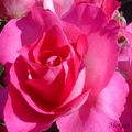 玫瑰溫婉復豔麗，人見人愛，999朵玫瑰更代表愛情長長久久...。
