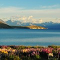 2010年12月5月中旬是蒂卡波湖魯冰花滿山遍谷季節，帶您遨遊蒂卡波湖、庫克山與賞魯冰之美。