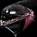 From：http://lumpysoceanlife.blogspot.com/2007/11/real-life-sea-monsters-bizarre.html
