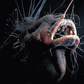 From：http://lumpysoceanlife.blogspot.com/2007/11/real-life-sea-monsters-bizarre.html