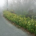 春寒料峭的3月，山野林間，村道田徑，偶見黃白相間的茼蒿花
