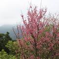 2010陽明山花季
