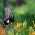 明德水庫之薰衣草森林──
不同的蝴蝶喜歡不同的花，我沒用連拍，牠們亂飛，我就亂拍