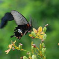 明德水庫之薰衣草森林── 蝶對蝶，成對比翼雙飛──飛了......沒拍到