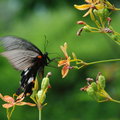 明德水庫之薰衣草森林──
不同的蝴蝶喜歡不同的花