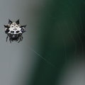 貓臉蜘蛛