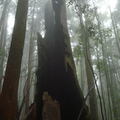 野馬瞰山的森林步道──這棵曾經壯大的紅檜，即使樹幹被綁了鐵線、被雷殛還被攔腰砍了樹幹，根卻仍緊緊的抓著地、護著土，即使死了──也要活......