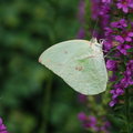 明德水庫之薰衣草森林── 不同的蝴蝶喜歡不同的花，而同種的蝴蝶卻連採食的姿態也一樣(和前一張不是同一隻)