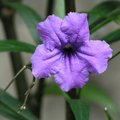 紫色縐紋紙花